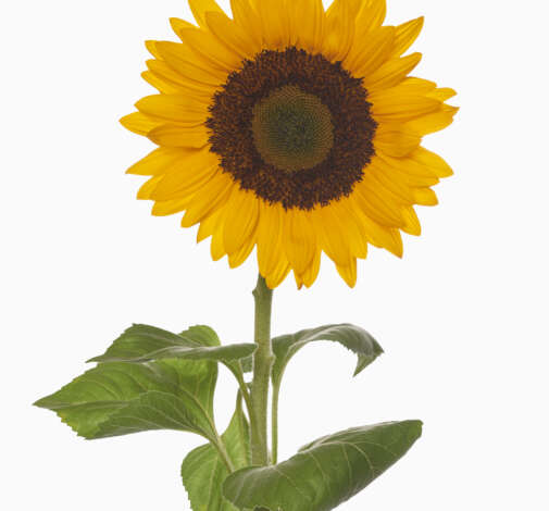SUNTOPIA Sunflower