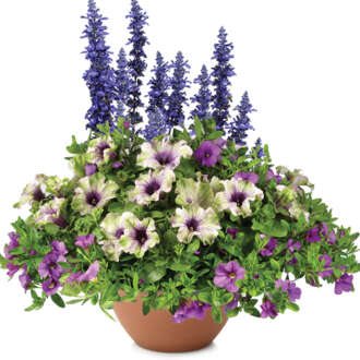 Amazonas Breeze™