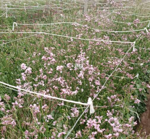 TROPINK Limonium