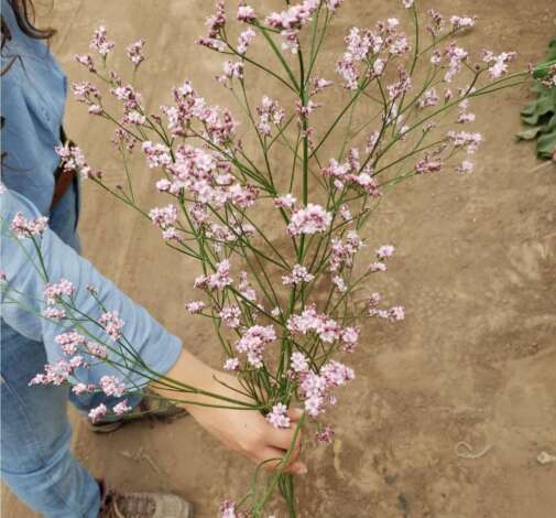 TROPINK Limonium