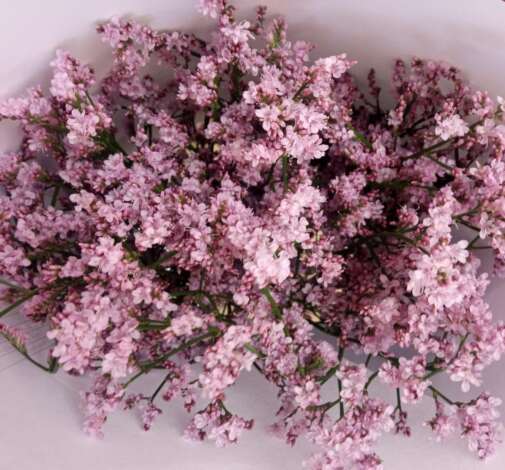 TROPINK Limonium