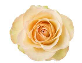 SENTI™ BAKEA Roses