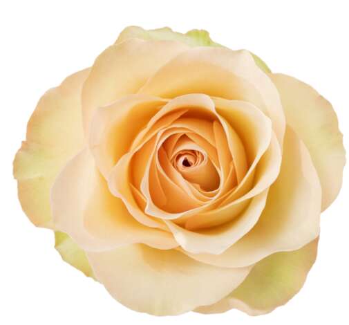 SENTI™ BAKEA Roses