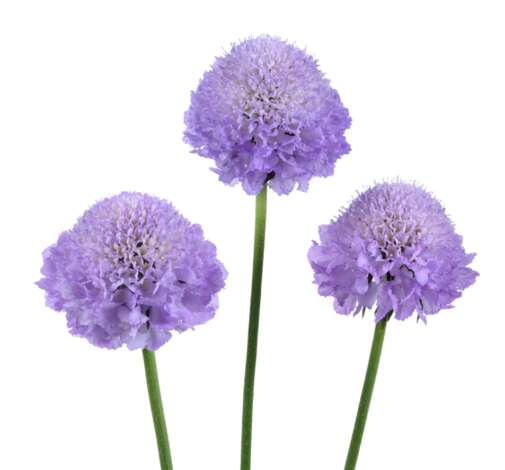 BLUEBERRY SCOOP Scabiosa