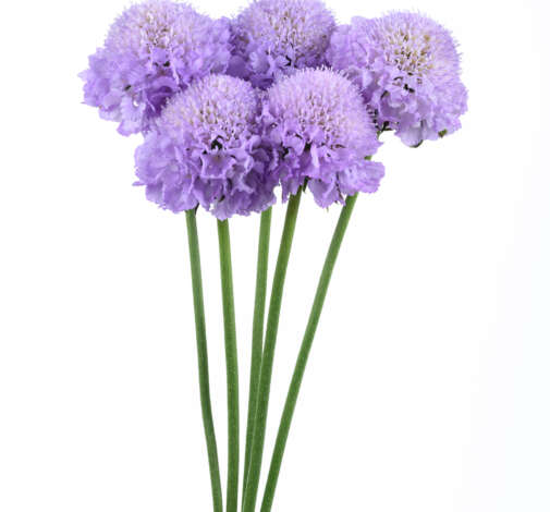 BLUEBERRY SCOOP™ Scabiosa