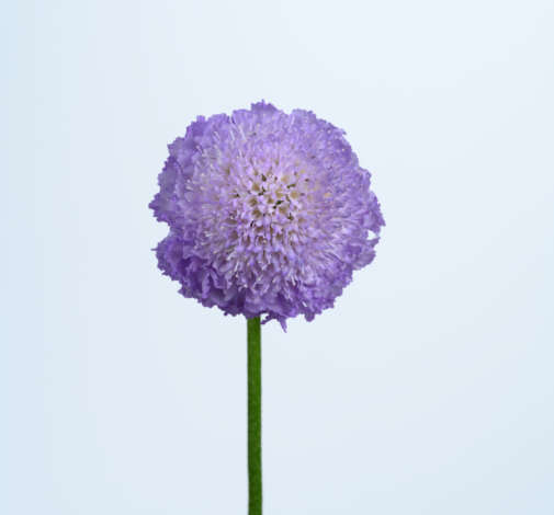 BLUEBERRY SCOOP™ Scabiosa