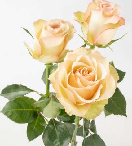 SENTI™ BAKEA Roses