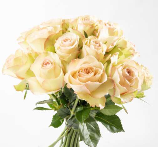 SENTI™ BAKEA Roses