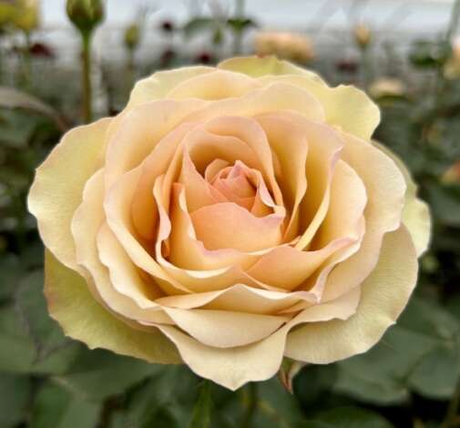 SENTI™ BAKEA Roses