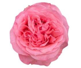 SENTI™ CRUSH Roses