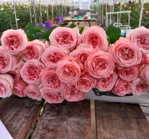 SENTI™ CRUSH Roses