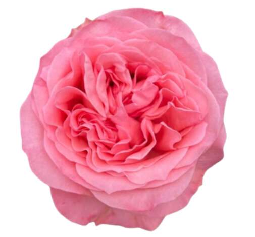 SENTI™ CRUSH Roses