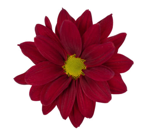 Amor Crimson