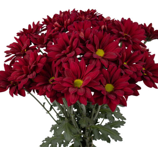 Amor Crimson