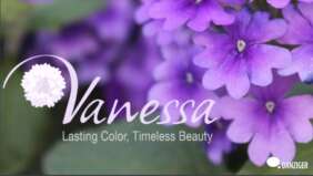 Vanessa