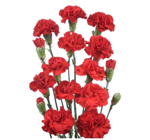 Milani™ Carnation