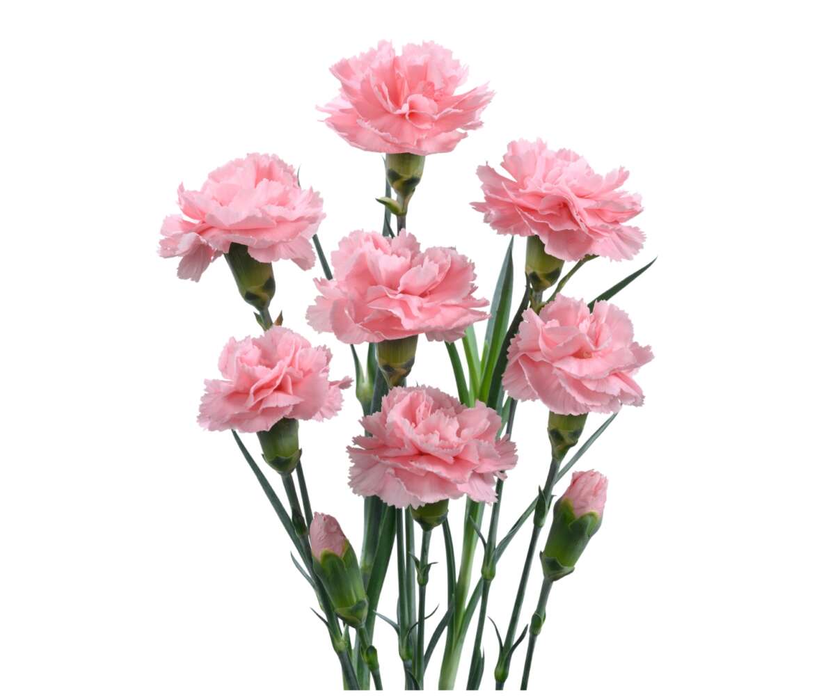 Veluna™ Carnation
