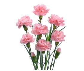 Veluna™ Carnation