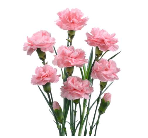 Veluna™ Carnation