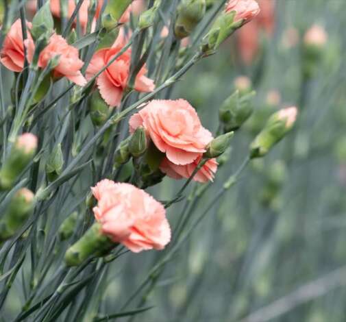 Veluna™ Carnation
