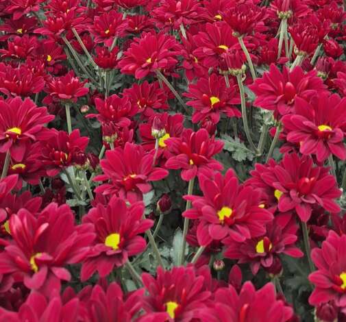 Amor Crimson