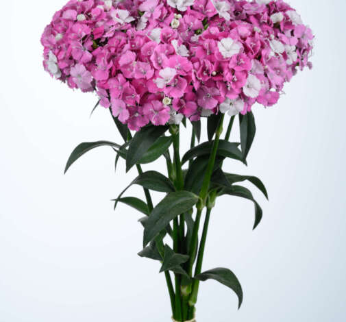 gloss-trio