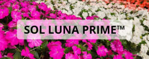 SOL LUNA PRIME™