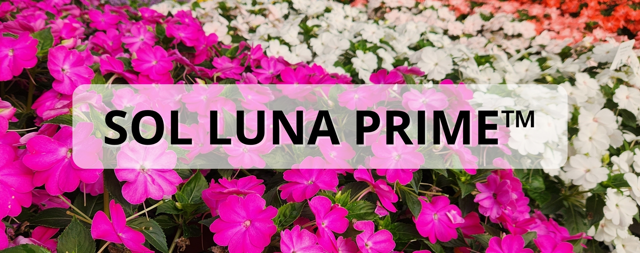 SOL LUNA PRIME™
