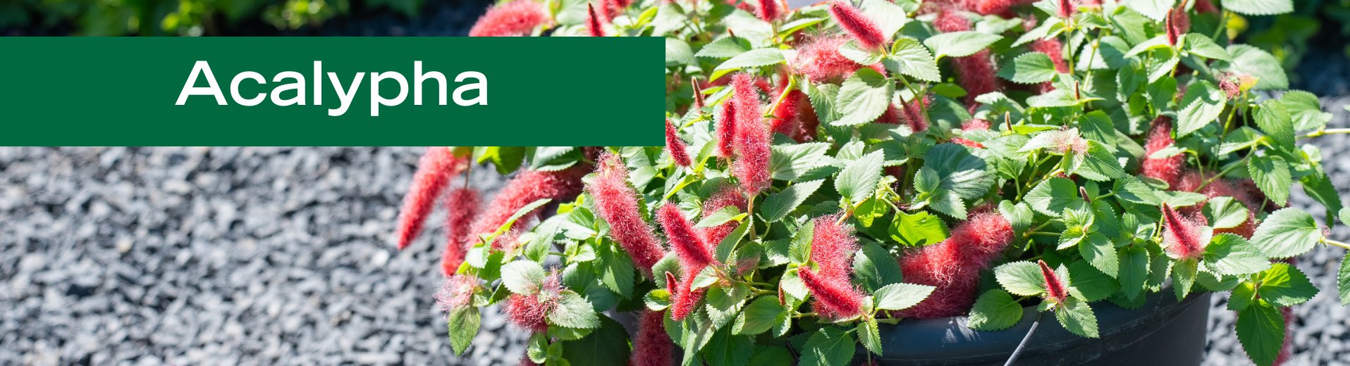 Acalypha
