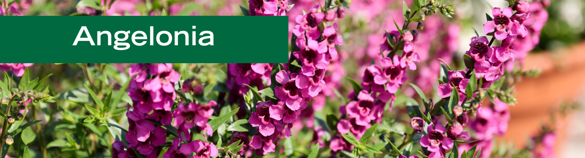Angelonia