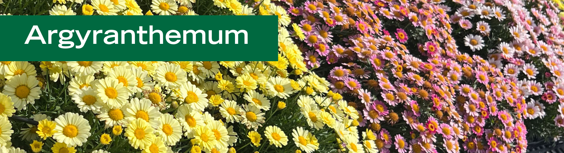 Argyranthemum