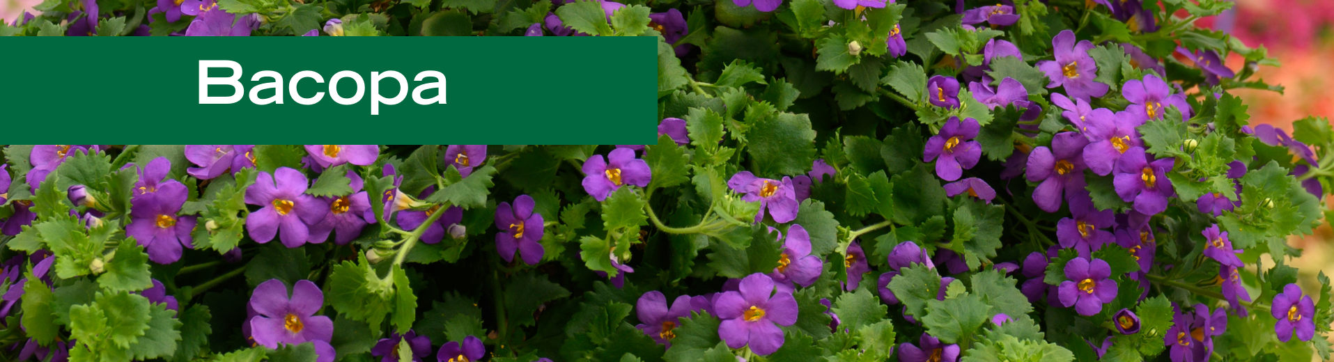 Bacopa