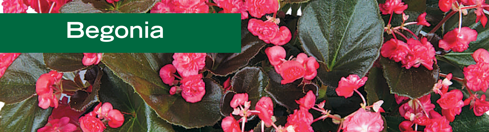 Begonia