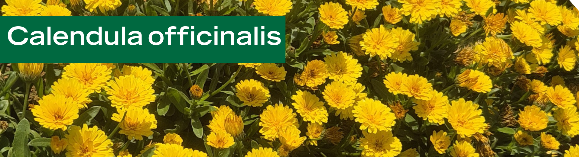 Calendula officinalis