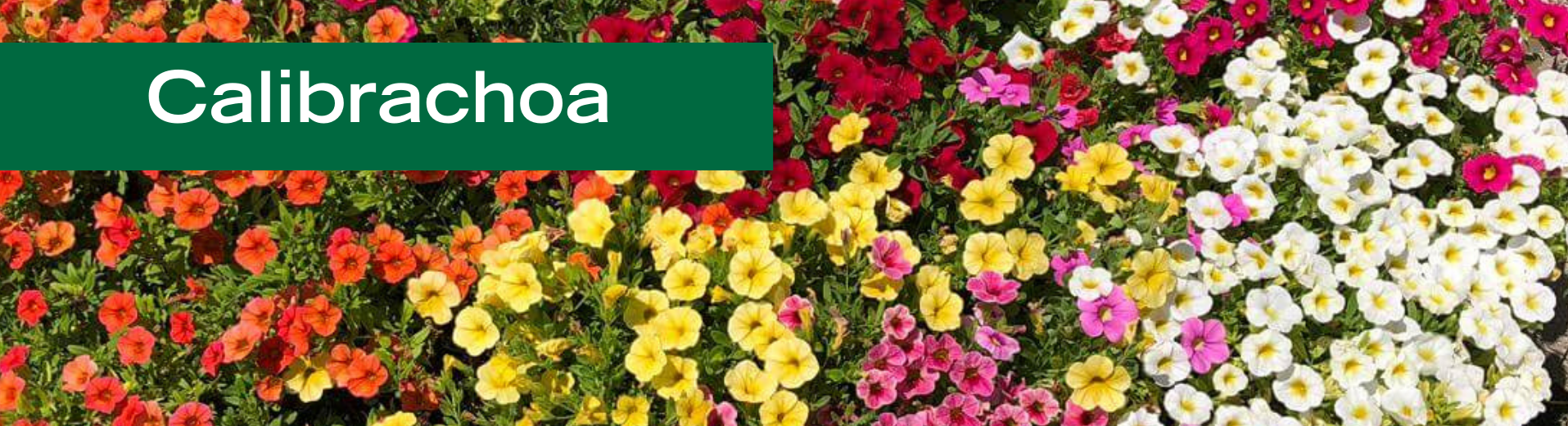Calibrachoa