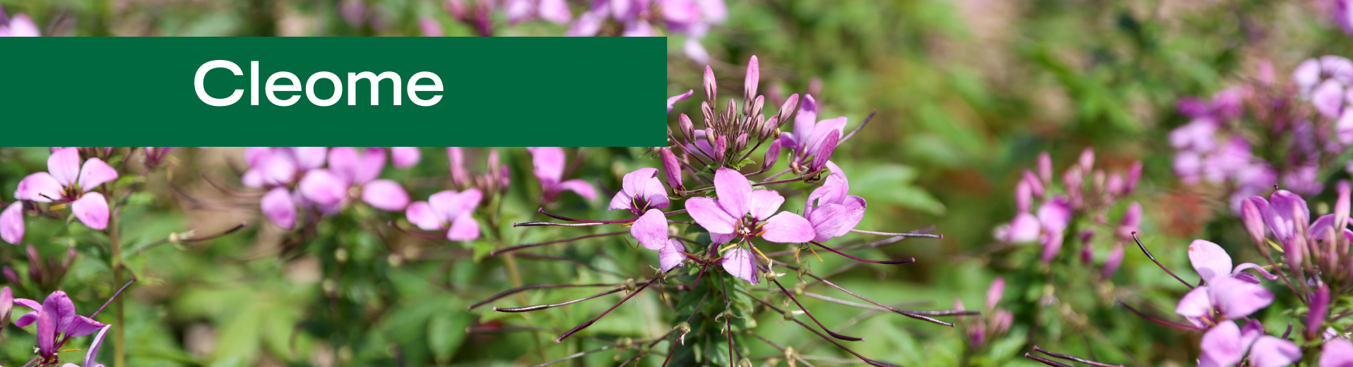 Cleome
