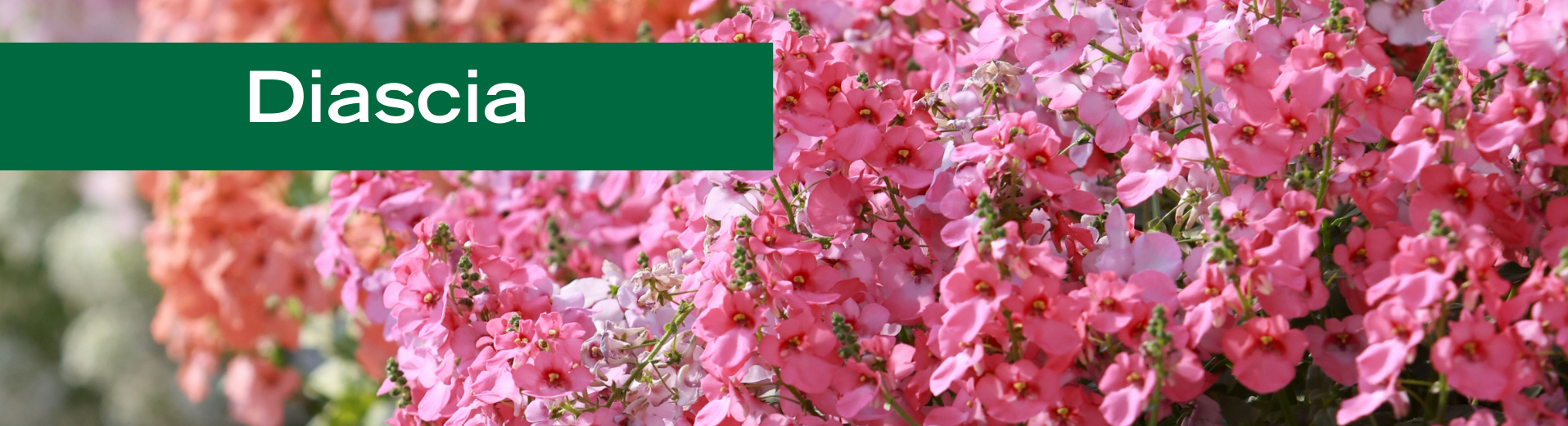 Diascia 2