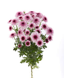 ENERGIA ROSE
