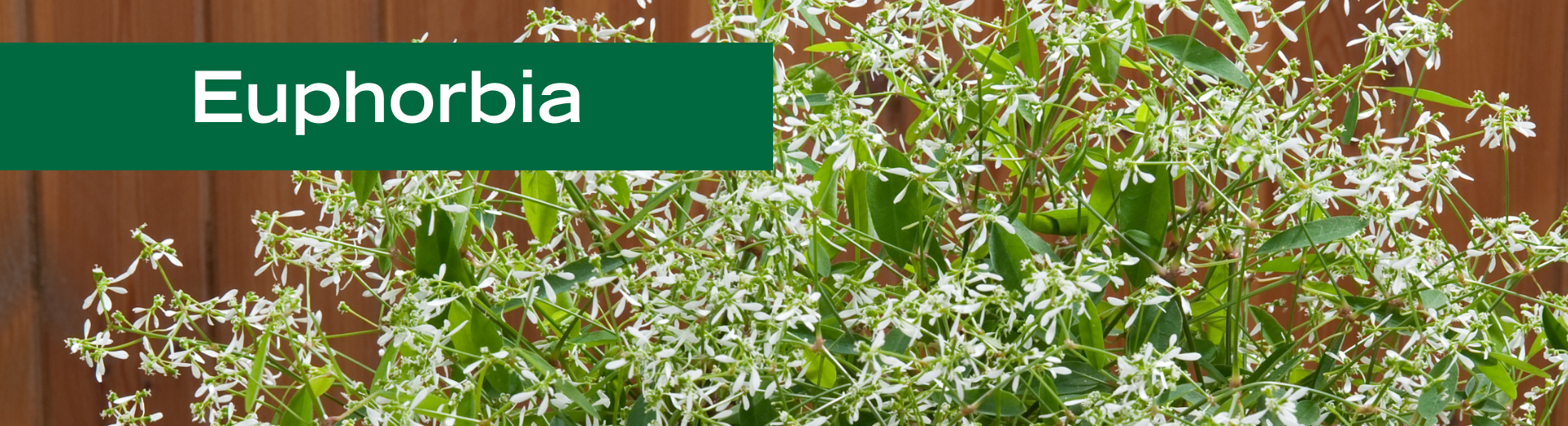 Euphorbia