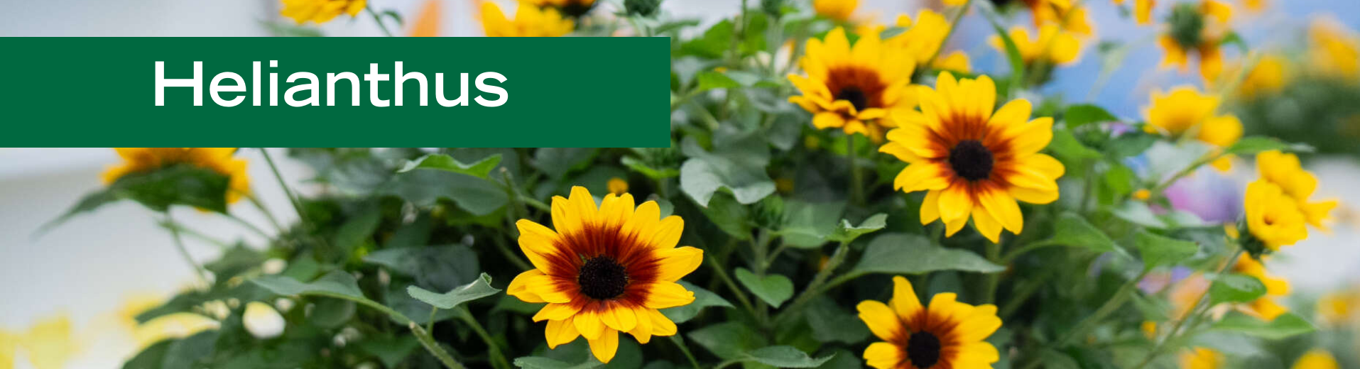 Helianthus