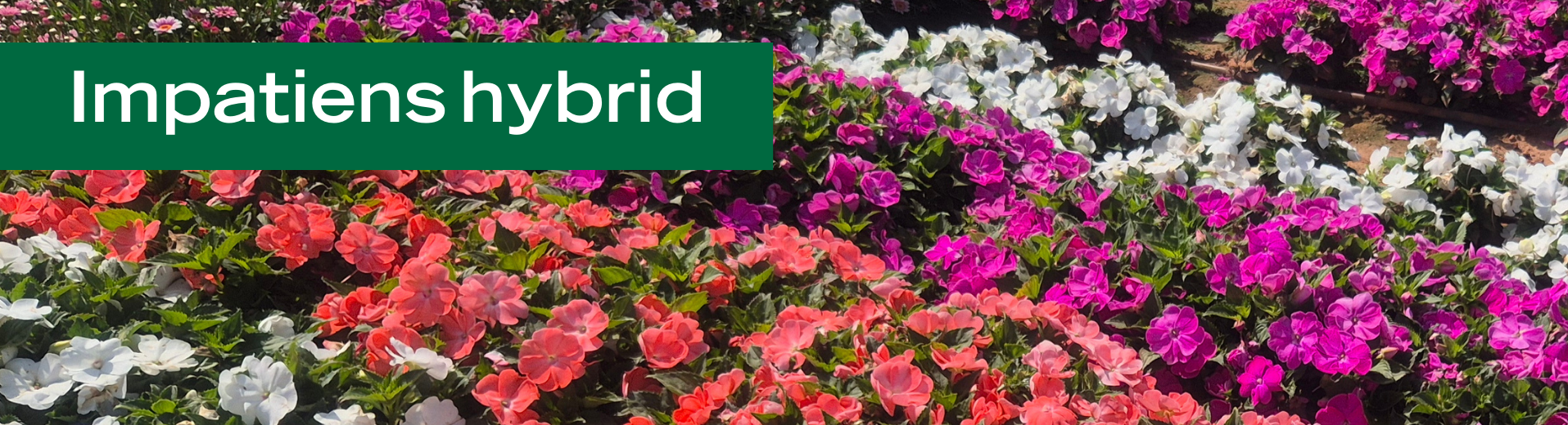 Impatiens hybrid