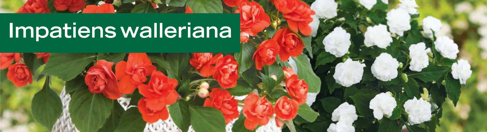 Impatiens walleriana