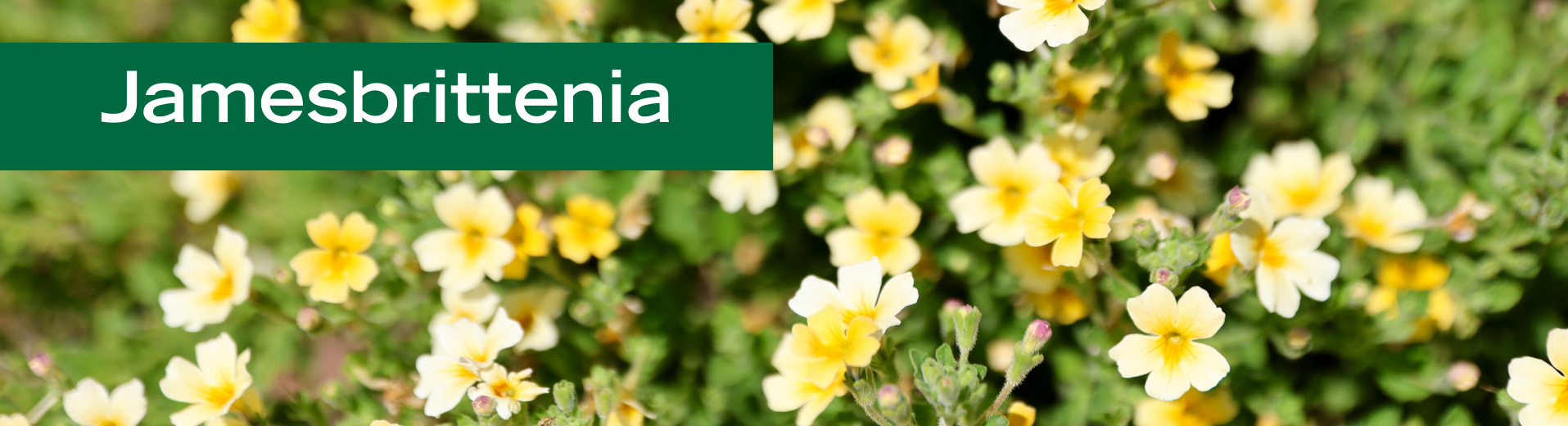 Jamesbrittenia