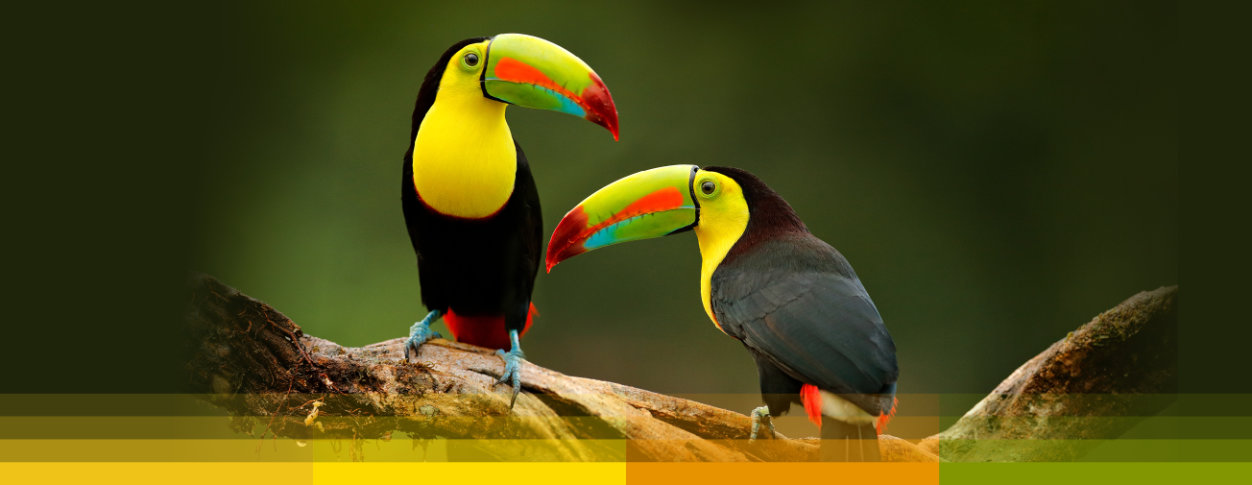 The Keel-billed Toucans collection