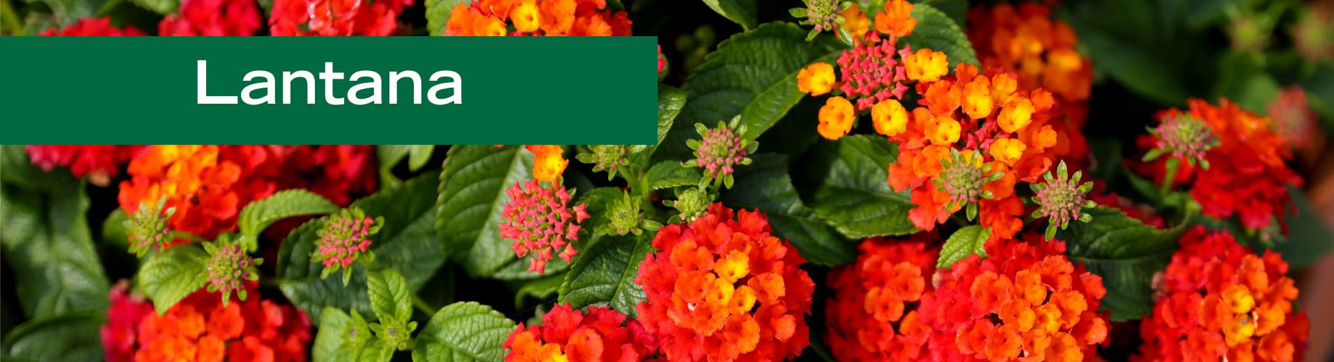 Lantana