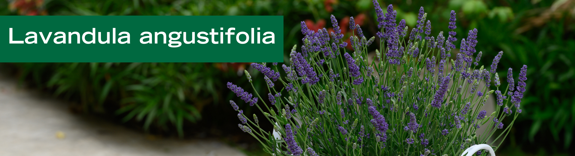 Lavandula angustifolia