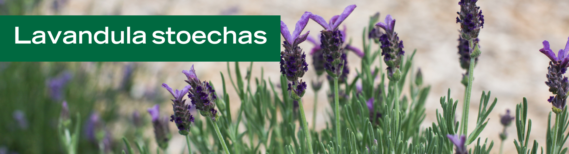 Lavandula stoechas