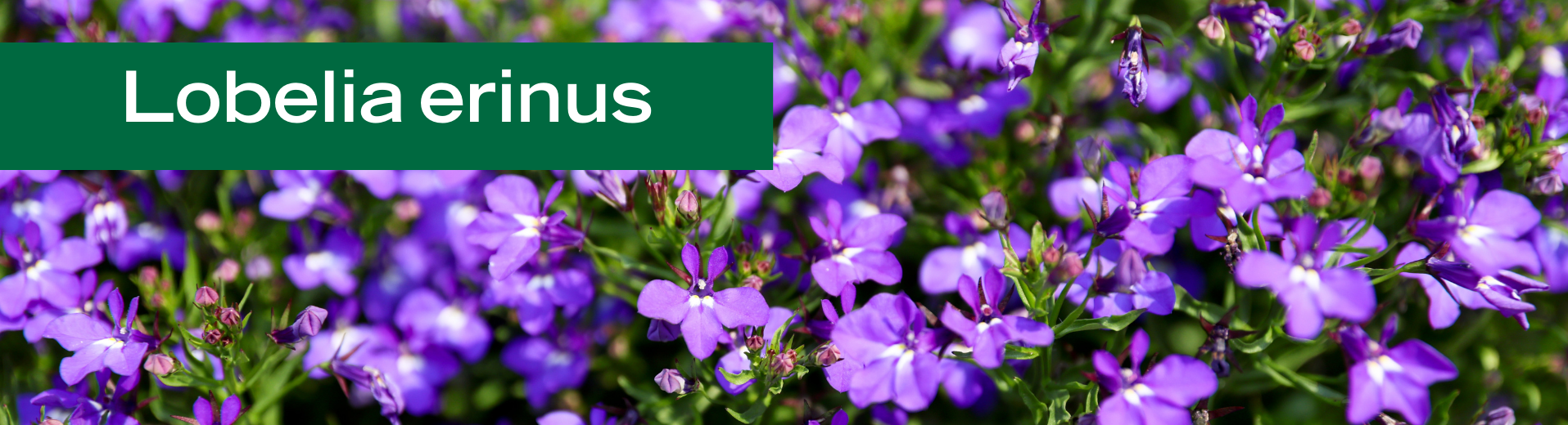 Lobelia erinus