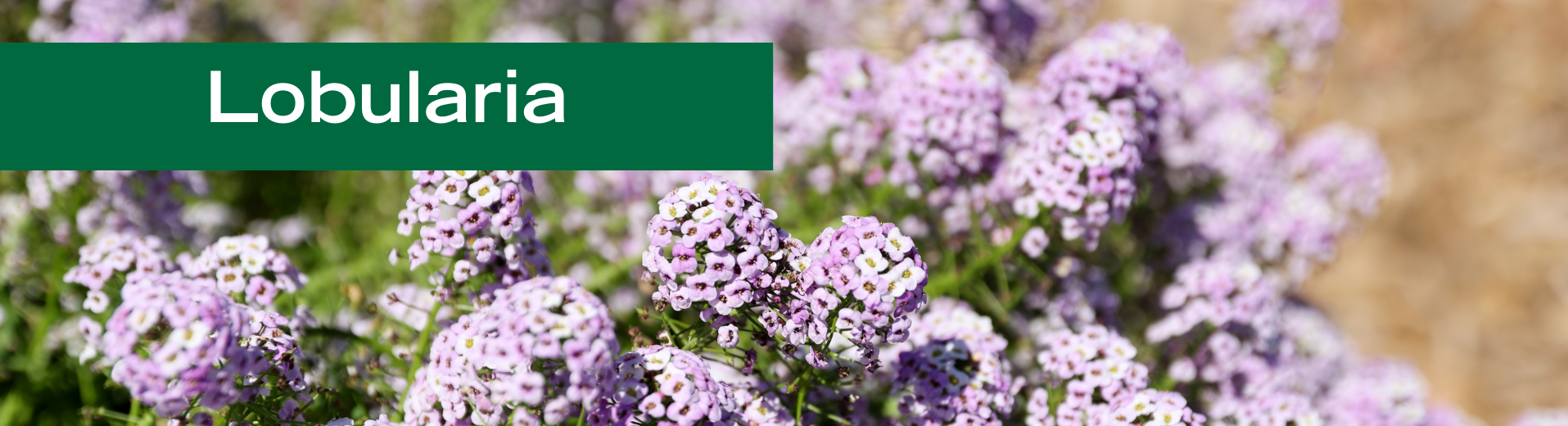 Lobularia