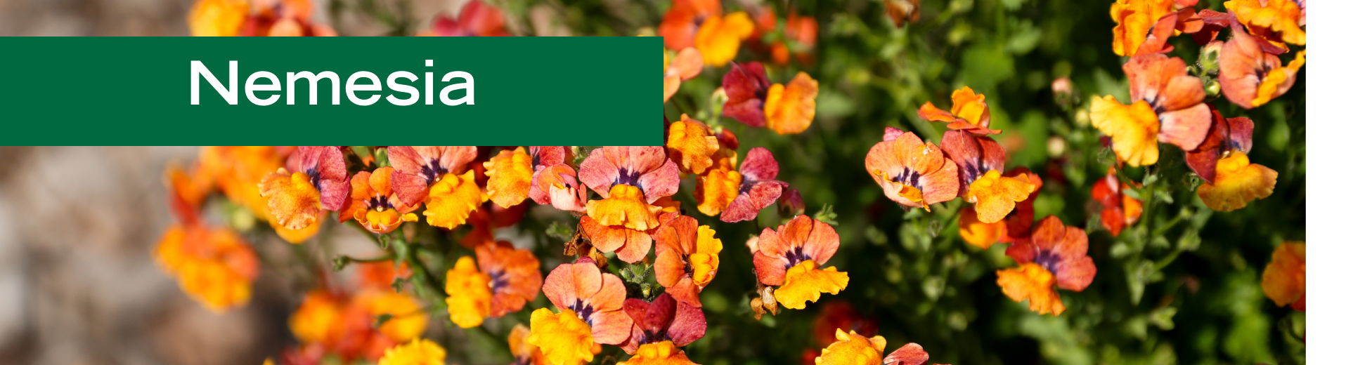 Nemesia